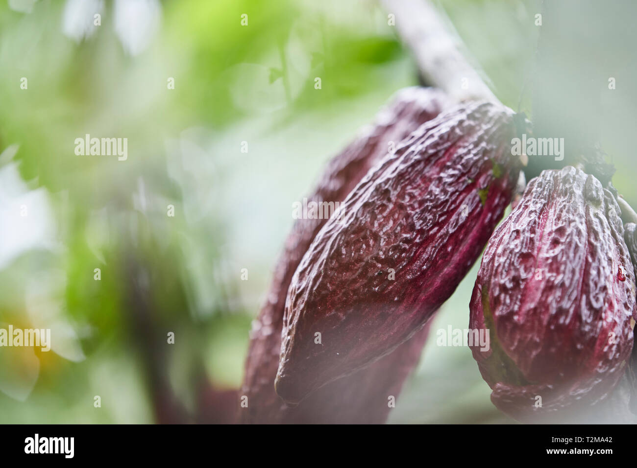 Cacao Farmers in Peru Stock Photo