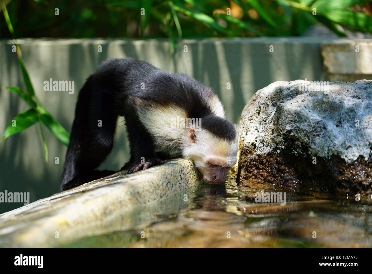 A white-headed capuchin monkey (cebus capucinus) by the pool in Peninsula Papagayo, Guanacaste, Costa Rica Stock Photo