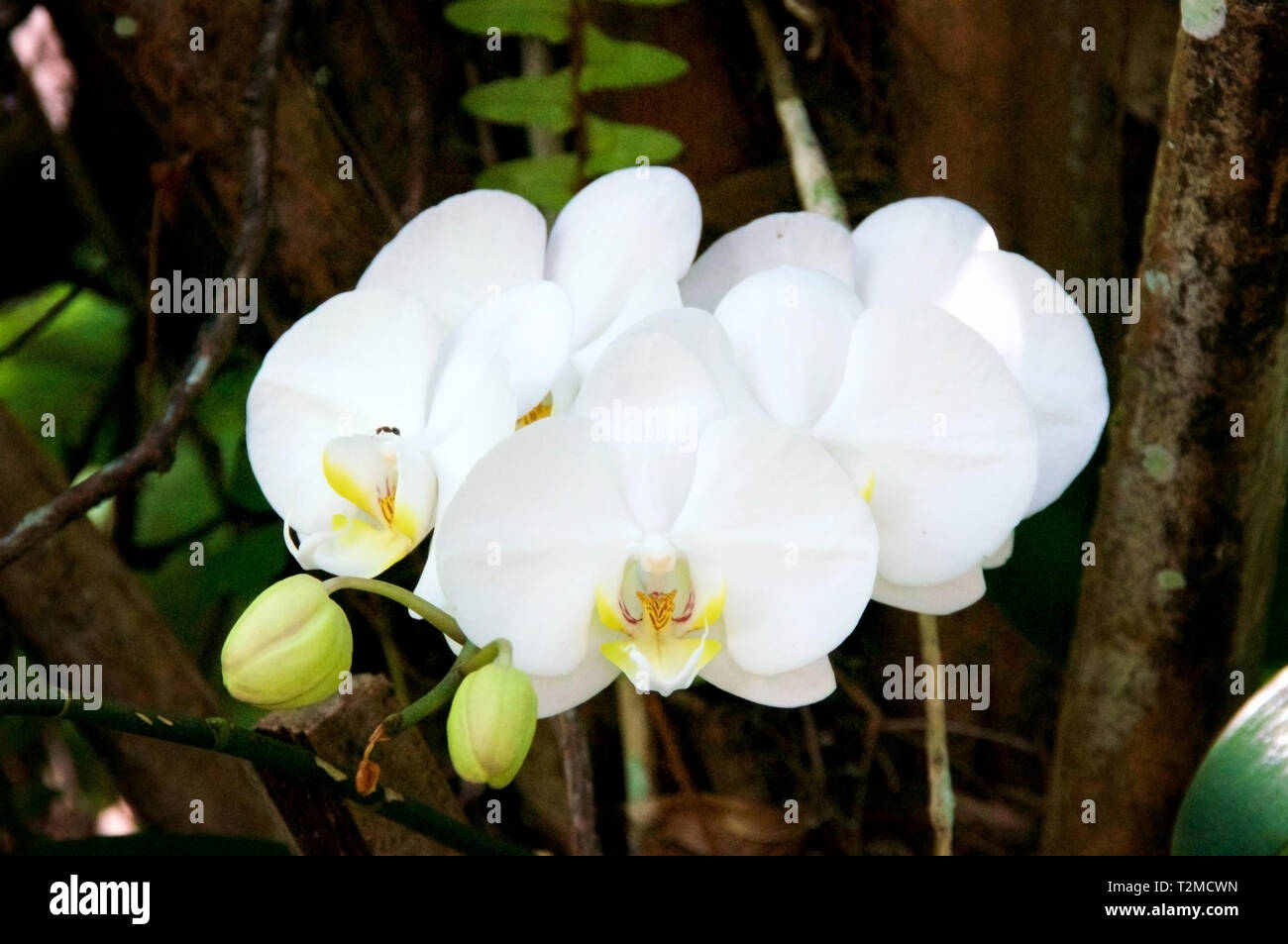 Close up of colorful wild white orchids growing on tree in forest in Golden  Gate, Naples, Florida in springtime Stock Photo - Alamy