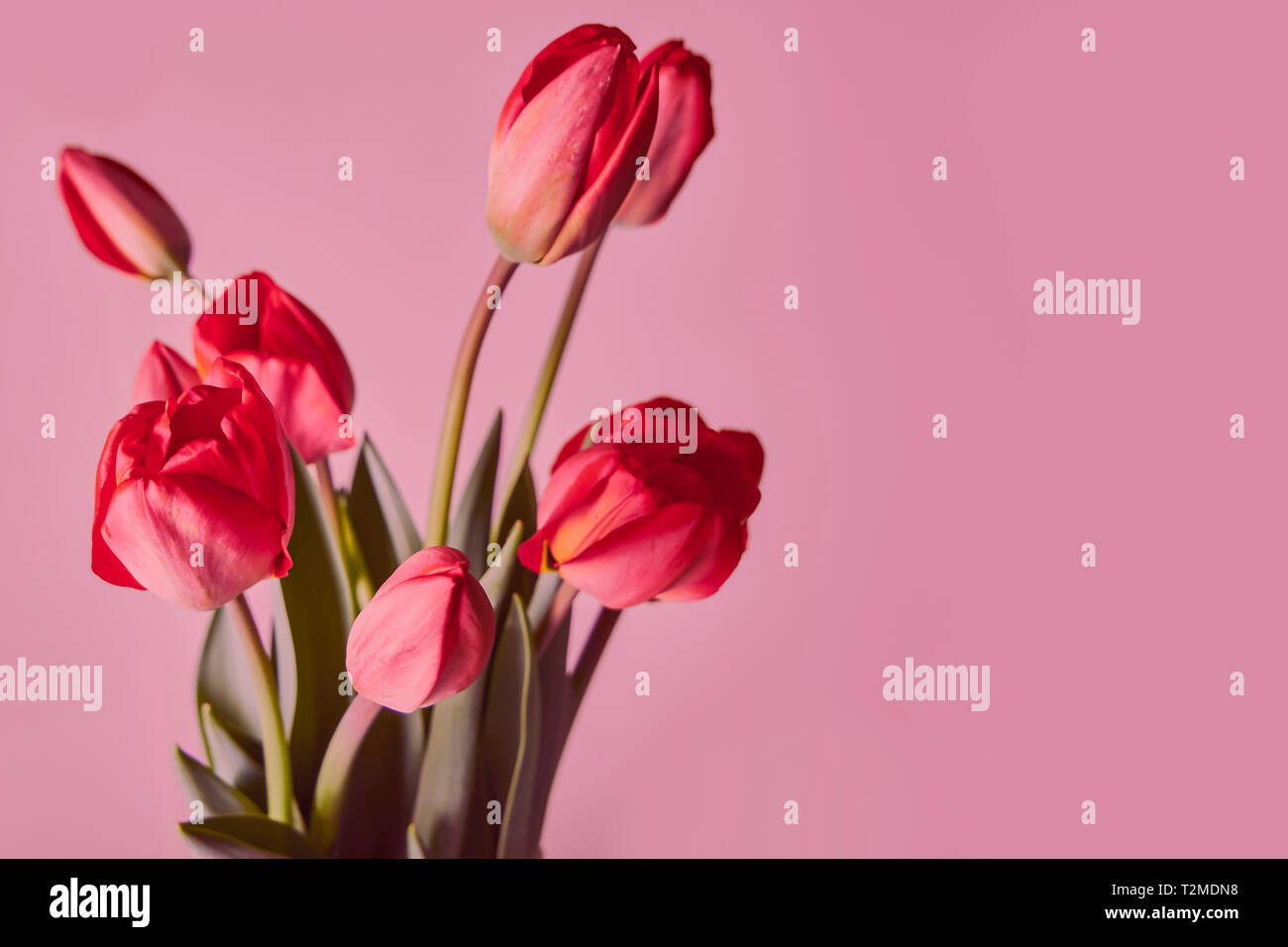 Fresh red tulips. Bouquet of spring flowers on a pink background Stock ...