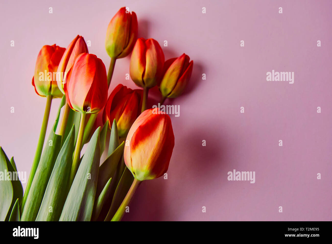 Fresh red tulips. Bouquet of spring flowers on a pink background Stock ...