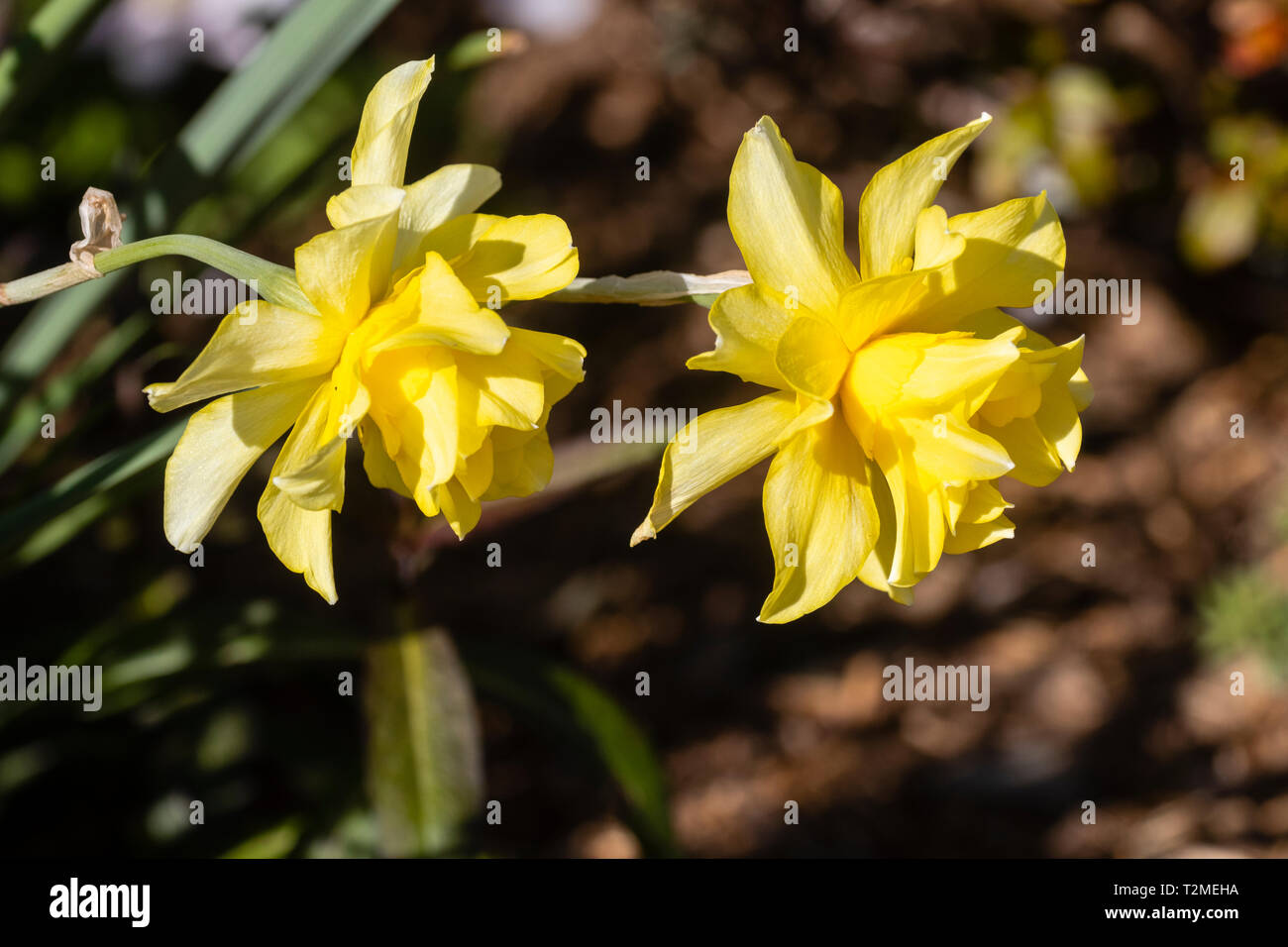 Double flower of the yellow daffodil, Narcissus 'Sulphur Phoenix', a pre 1820 heritage variety Stock Photo