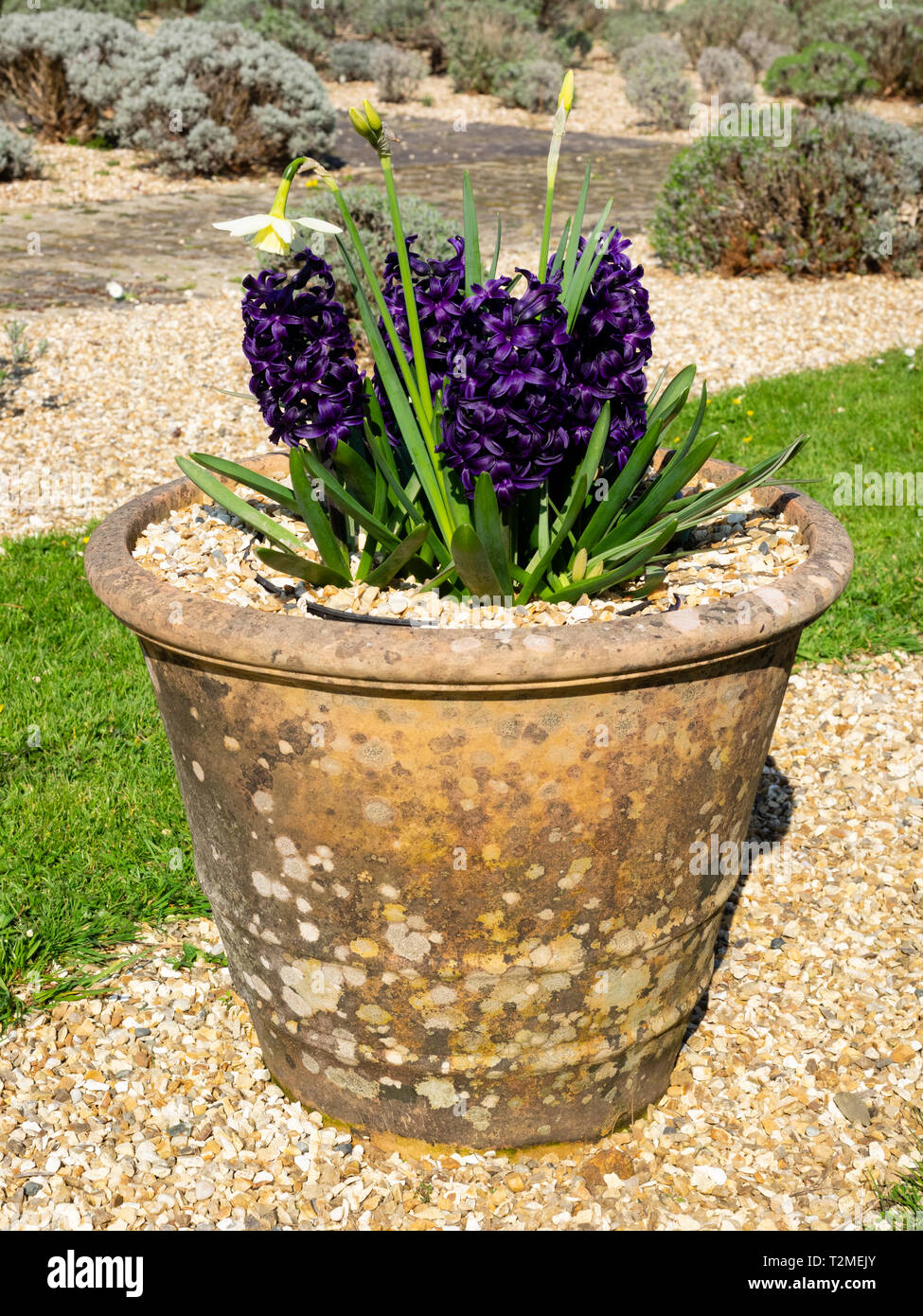 Old clay pot planyed with seasonal dark purple dutch hyacinths in the Lavender Garden at Buckfast Abbey, Devon, UK Stock Photo