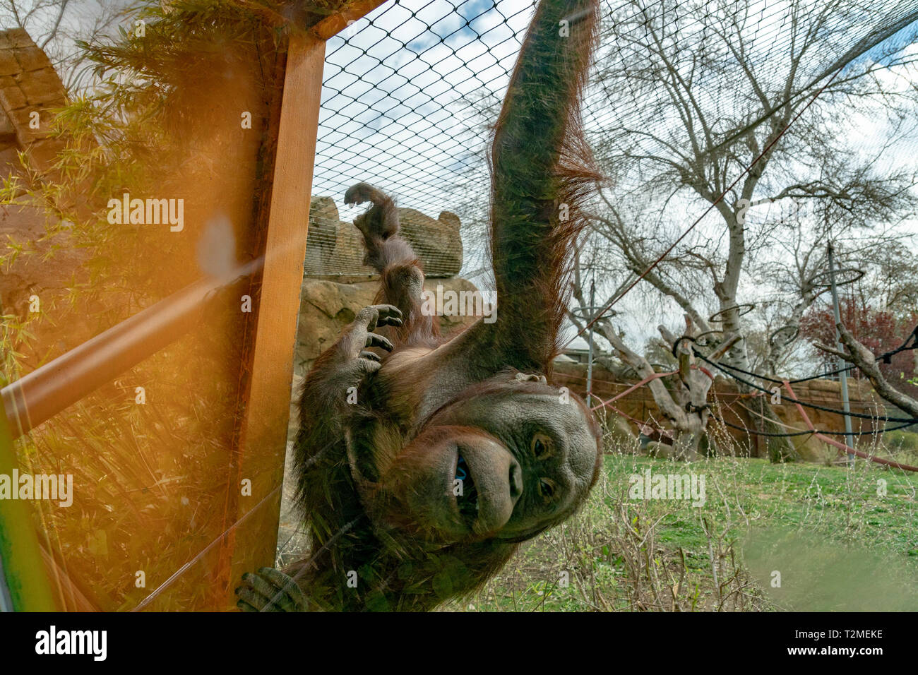 zoo newborn baby orang utan monkey Stock Photo - Alamy