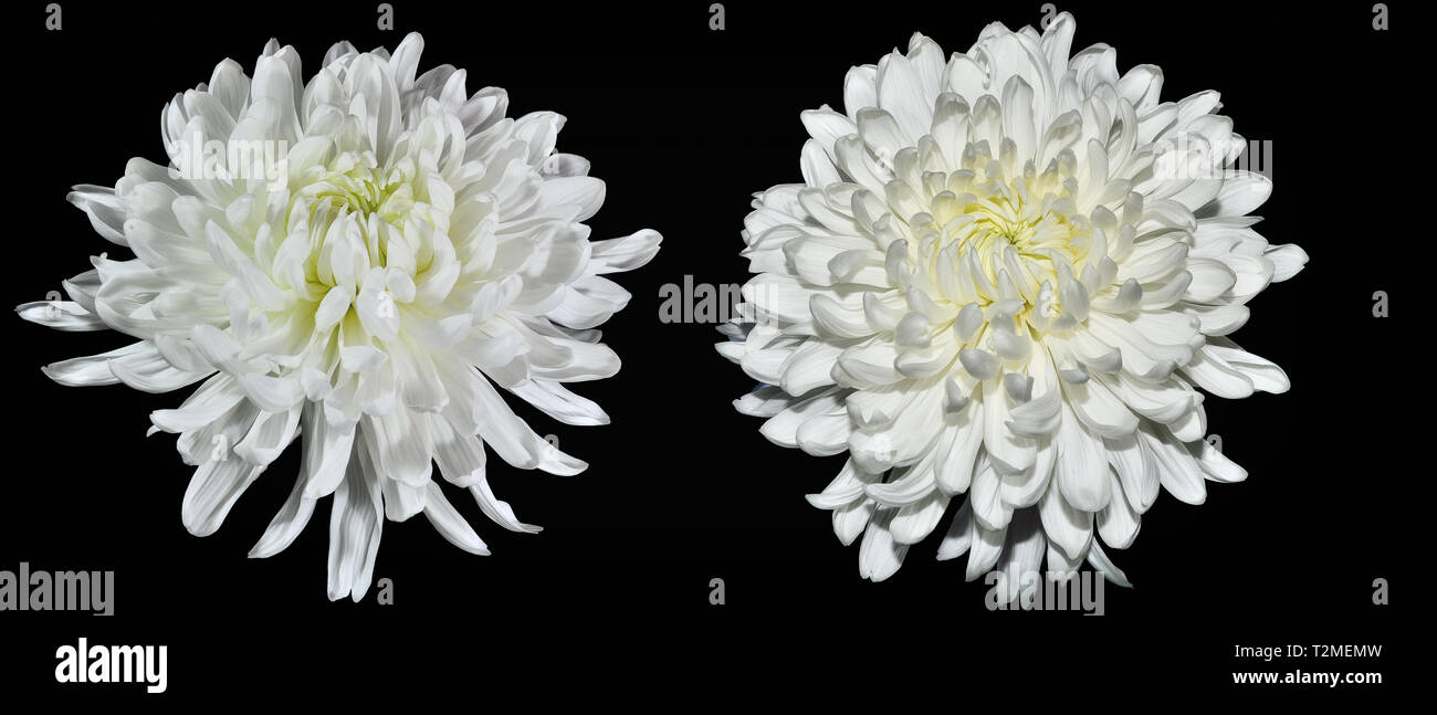 Two white chrysanthemum flowers with yellow middle close up, isolated on a black background. Beautiful elegant flowerhead with delicate petals Stock Photo