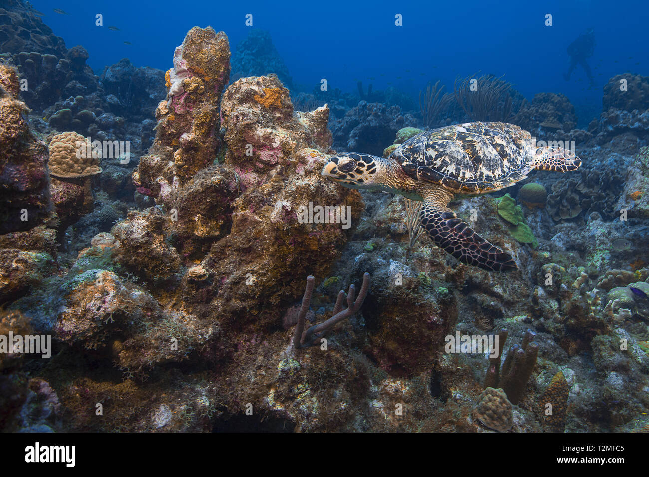 Hawksbill turtle glides effortlessly through reef, Curacao Stock Photo