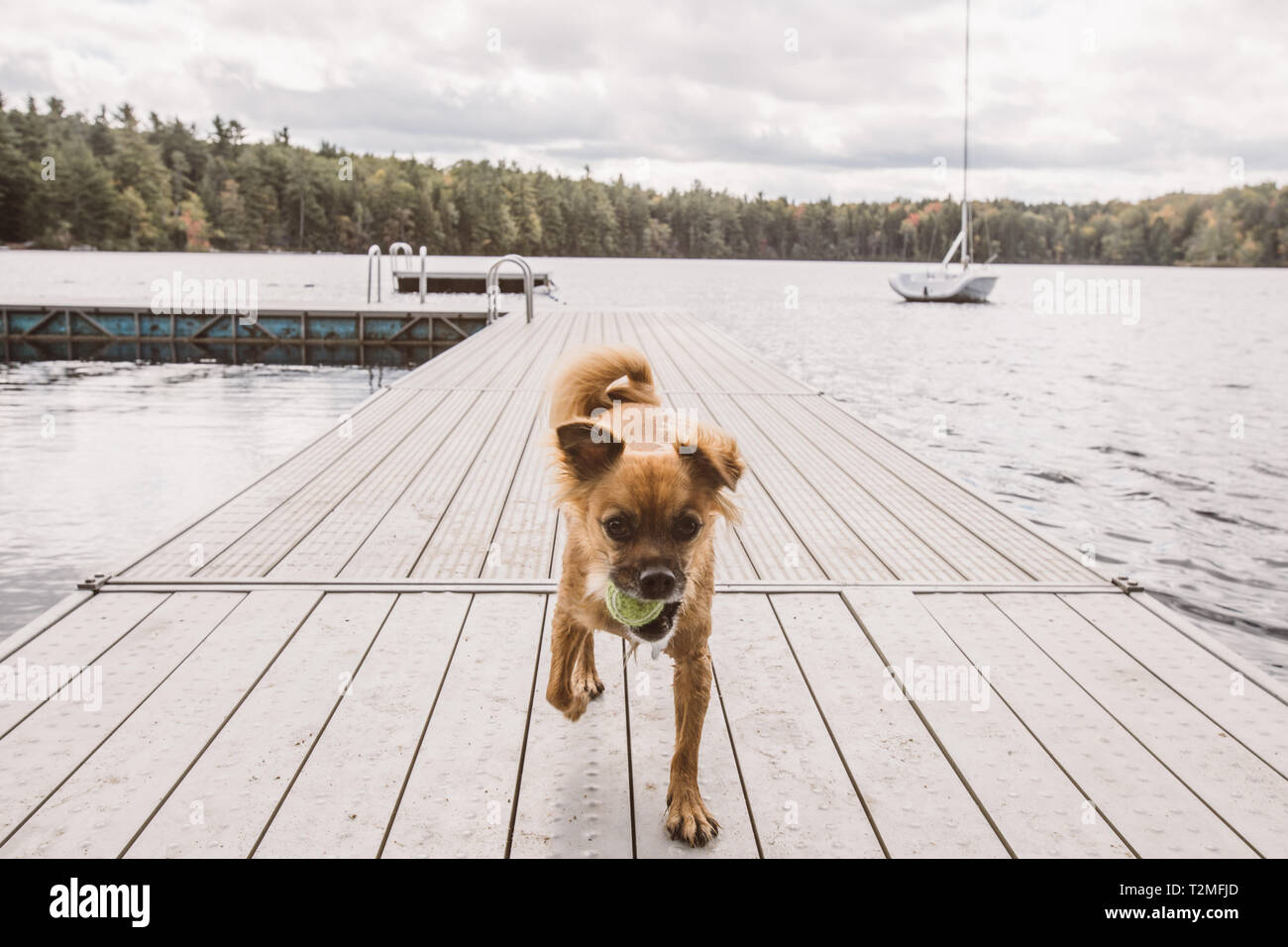 Dog on Pier with Ball Stock Photo