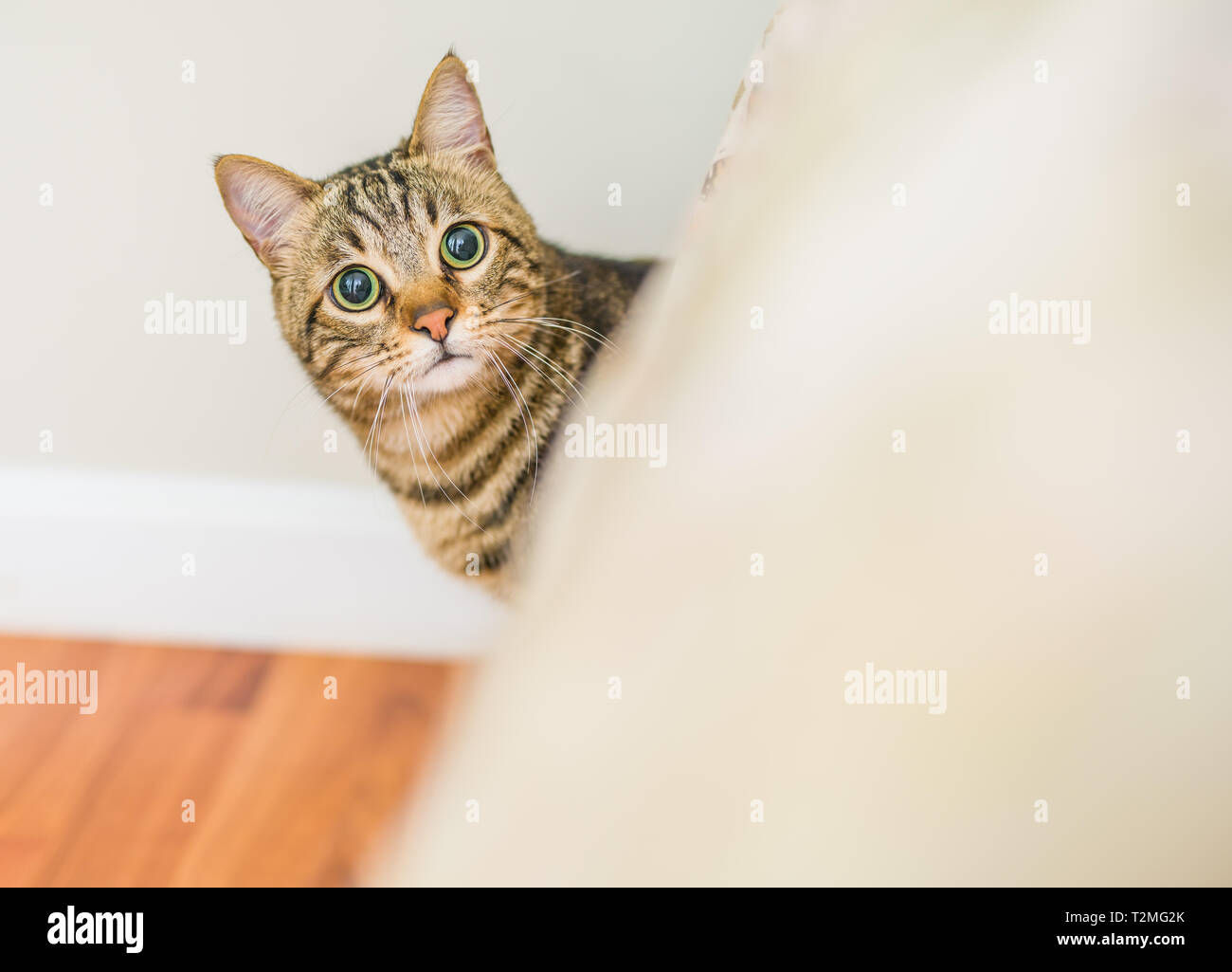 Cute Short Hair Cat Looking Curious And Snooping At Home Playing