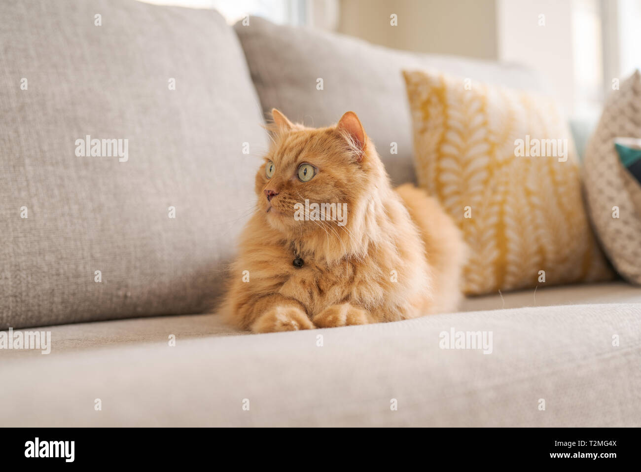 Jingle cats hires stock photography and images Alamy