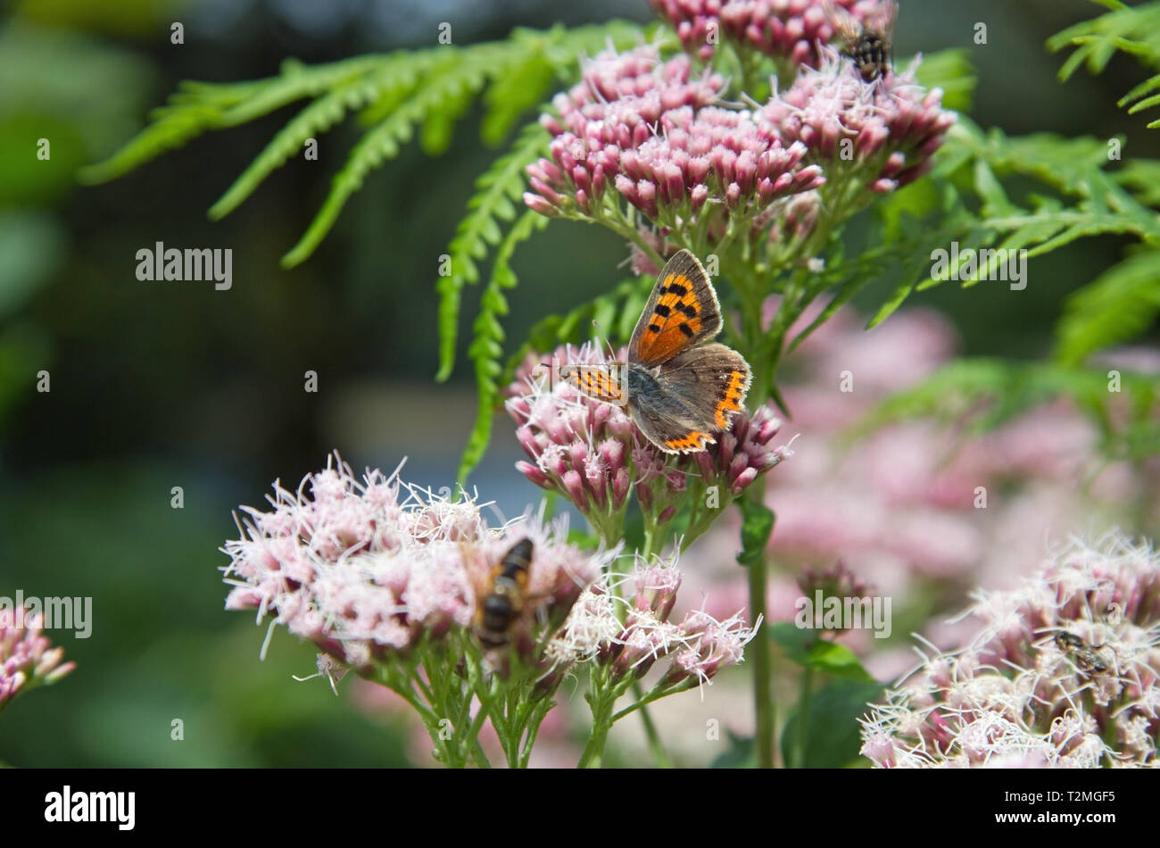 Copper butterfly small at Burrator Devon Stock Photo - Alamy