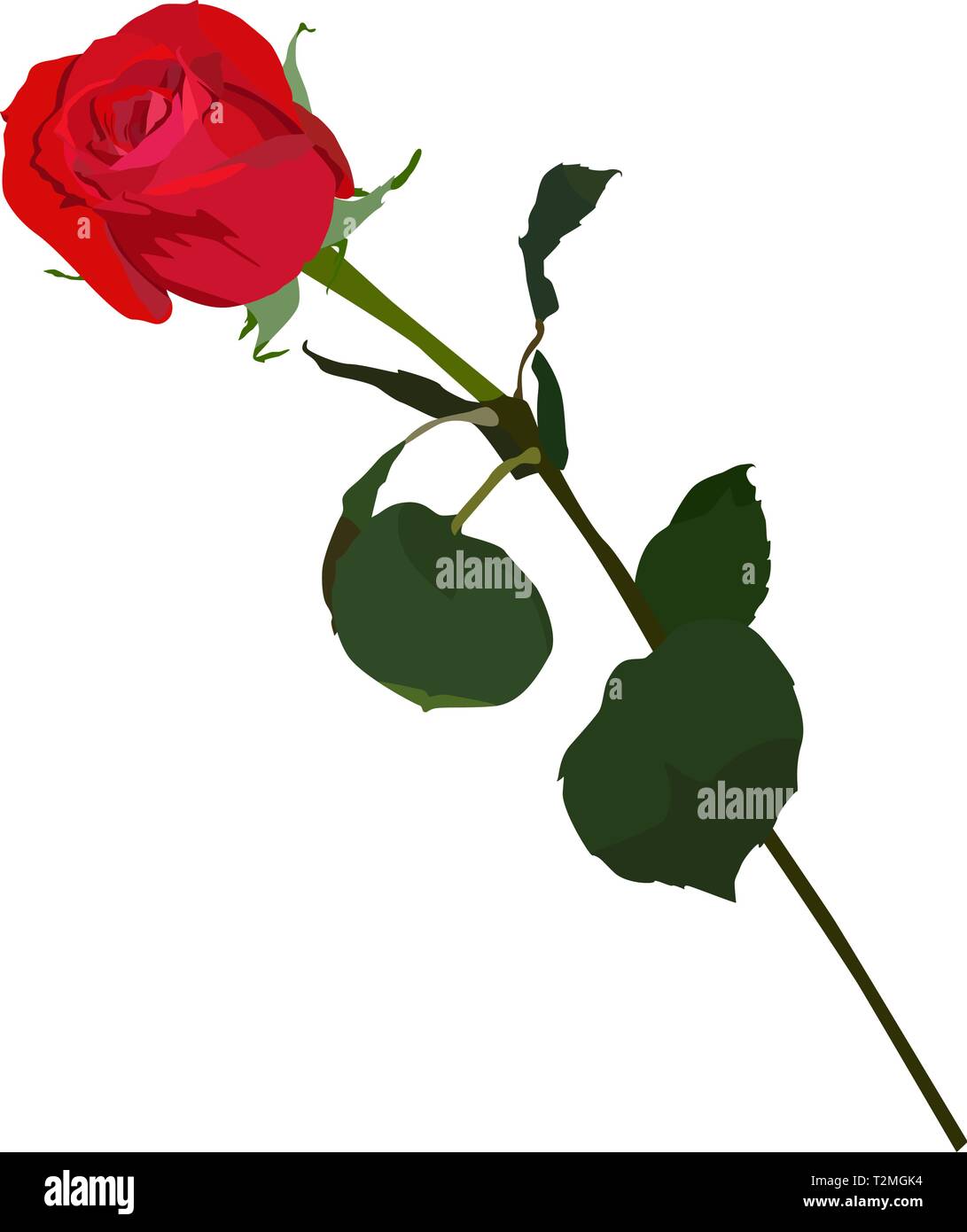 Blooming red rose, vector flat isolated illustration. Beautiful flower ...
