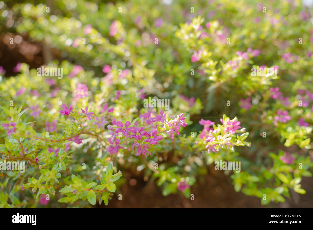 False Heather or Elfin Herb background. Cuphea hyssopifolia Kunth with sunlight. Flowers and young shoots used to boil and drink, cure phlegm disease  Stock Photo