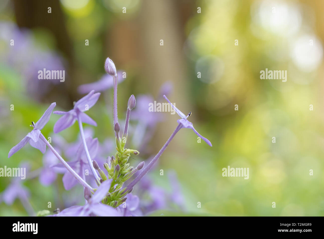 Violet Ixora or Pseuderanthemum andersonii Lindau background. Purple flowers on bokeh and blurred backgrounds with copy space. Small shrubs break many Stock Photo
