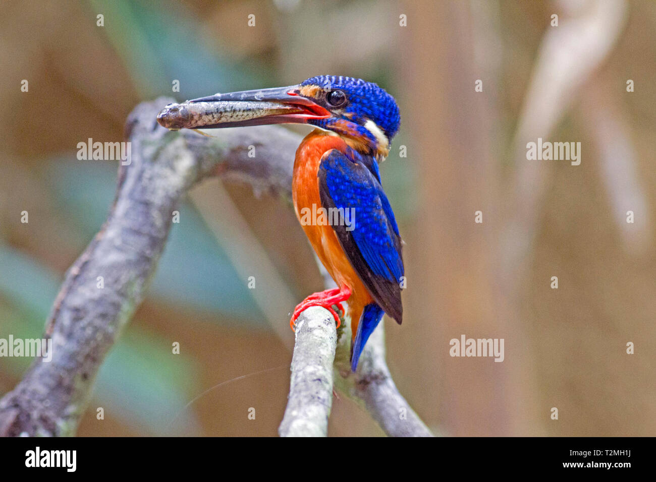 A female Blue-eared Kingfisher (Alcedo meningting) returning to it's nest with a small fish for her chicks in the forest in Southern Thailand Stock Photo