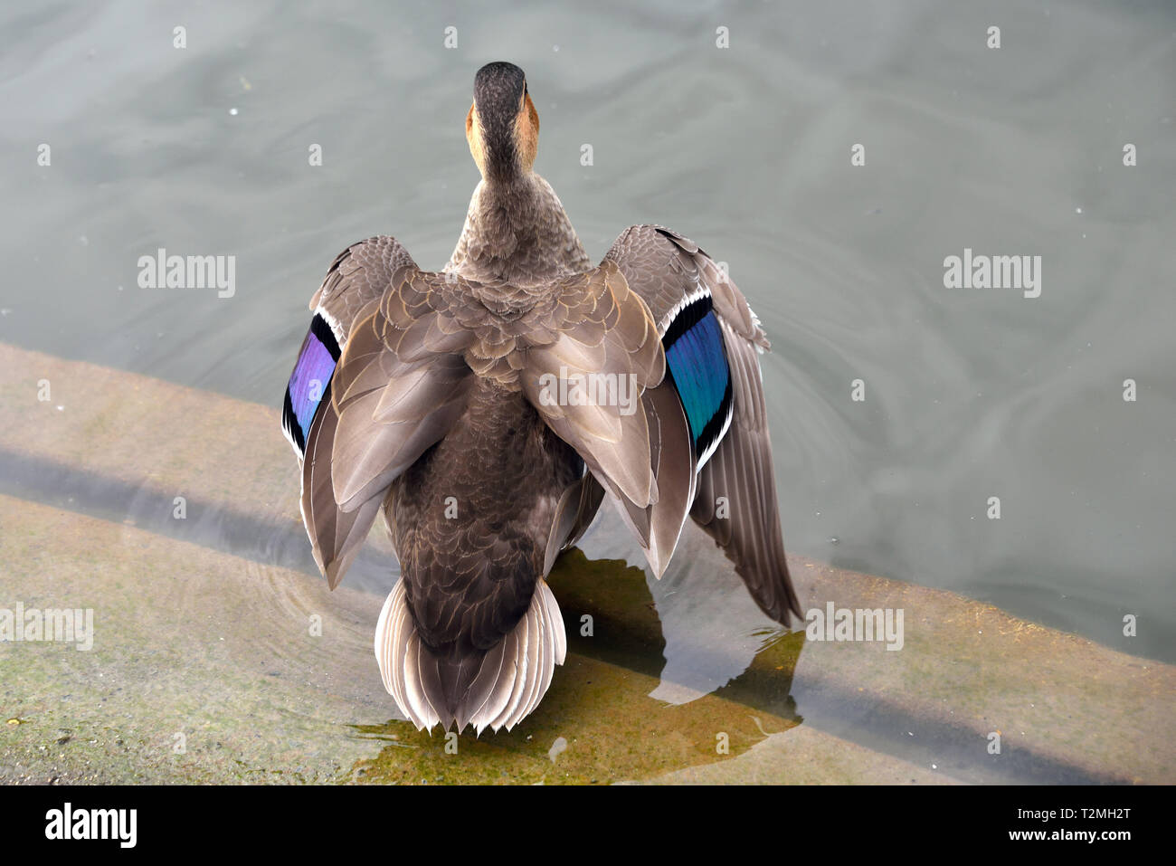A Philippine Duck (Anas luzonica) showing the beautiful blue speculum