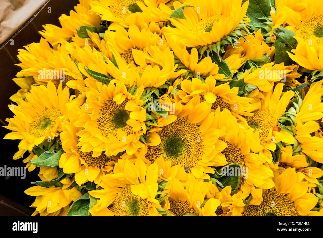 Selling sunflowers hires stock photography and images Alamy
