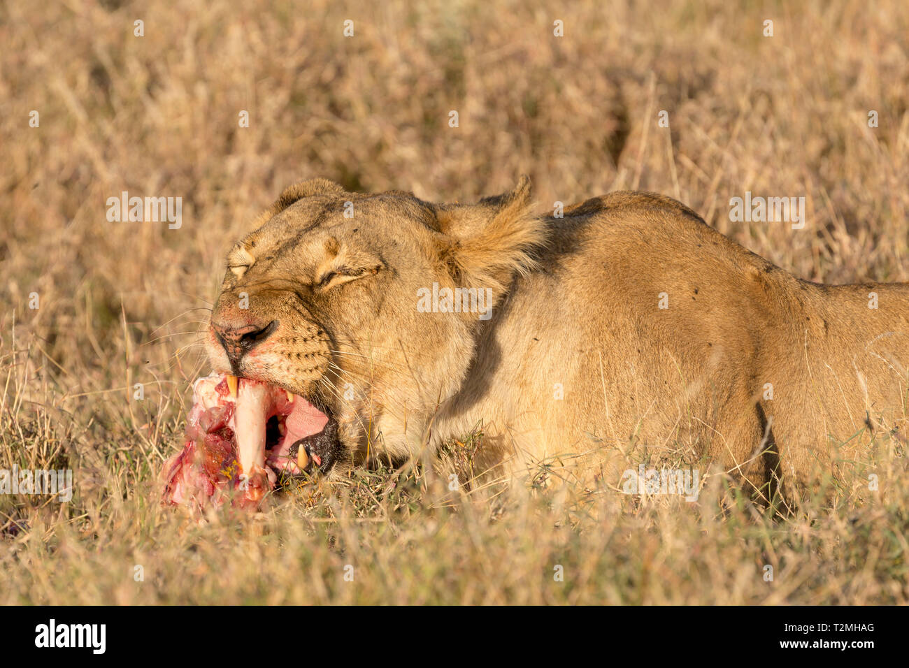 A single female lion in open grassland,feeding on a recent giraffe kill, landscape format, Lewa Conservancy, Lewa, Kenya, Africa Stock Photo