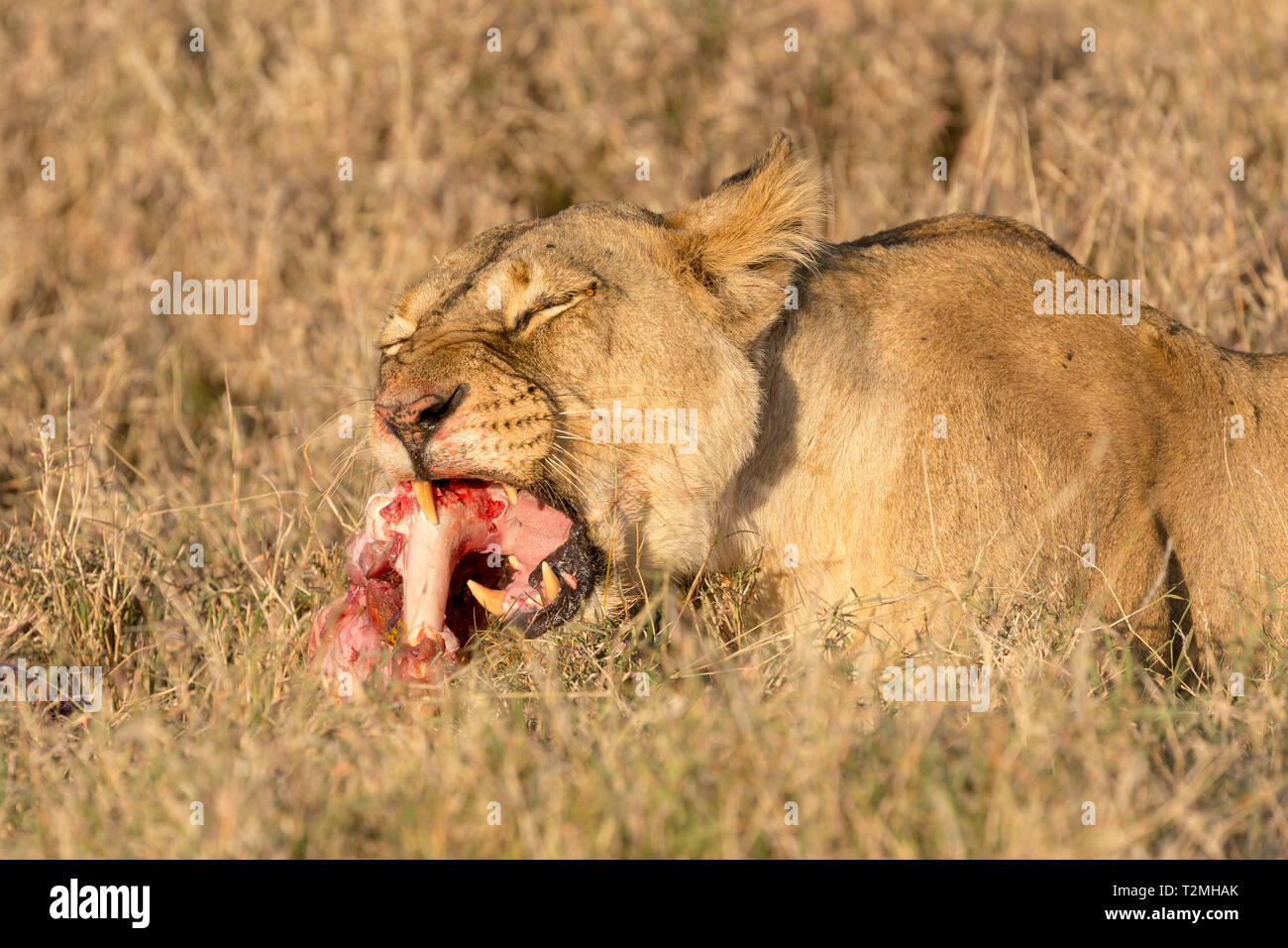 A single female lion in open grassland,feeding on a recent giraffe kill, close landscape format, Lewa Conservancy, Lewa, Kenya, Africa Stock Photo