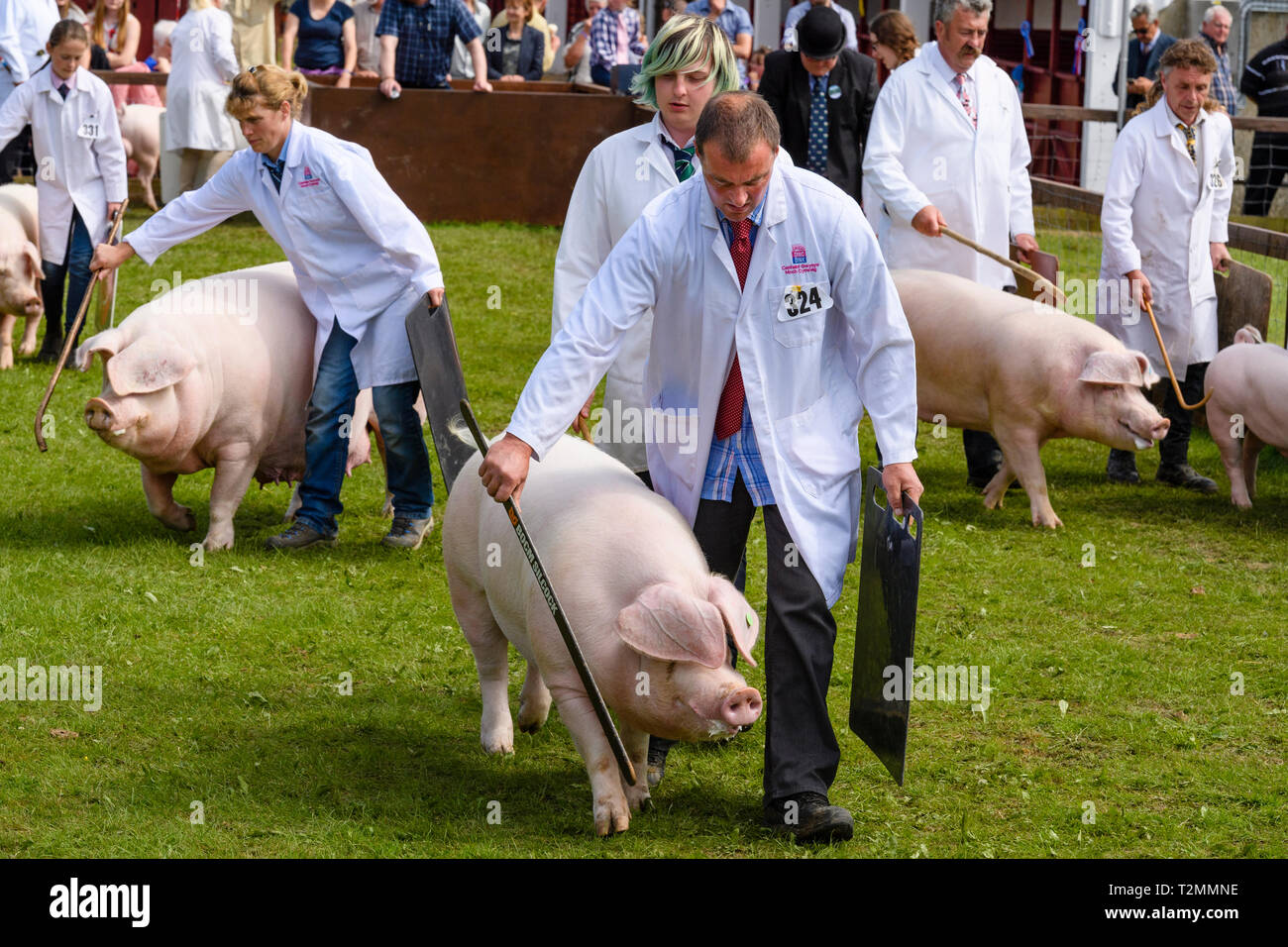 White pigs & handlers using sticks & boards, walking & parading in arena watched by judge & crowd - The Great Yorkshire Show, Harrogate, England, UK. Stock Photo