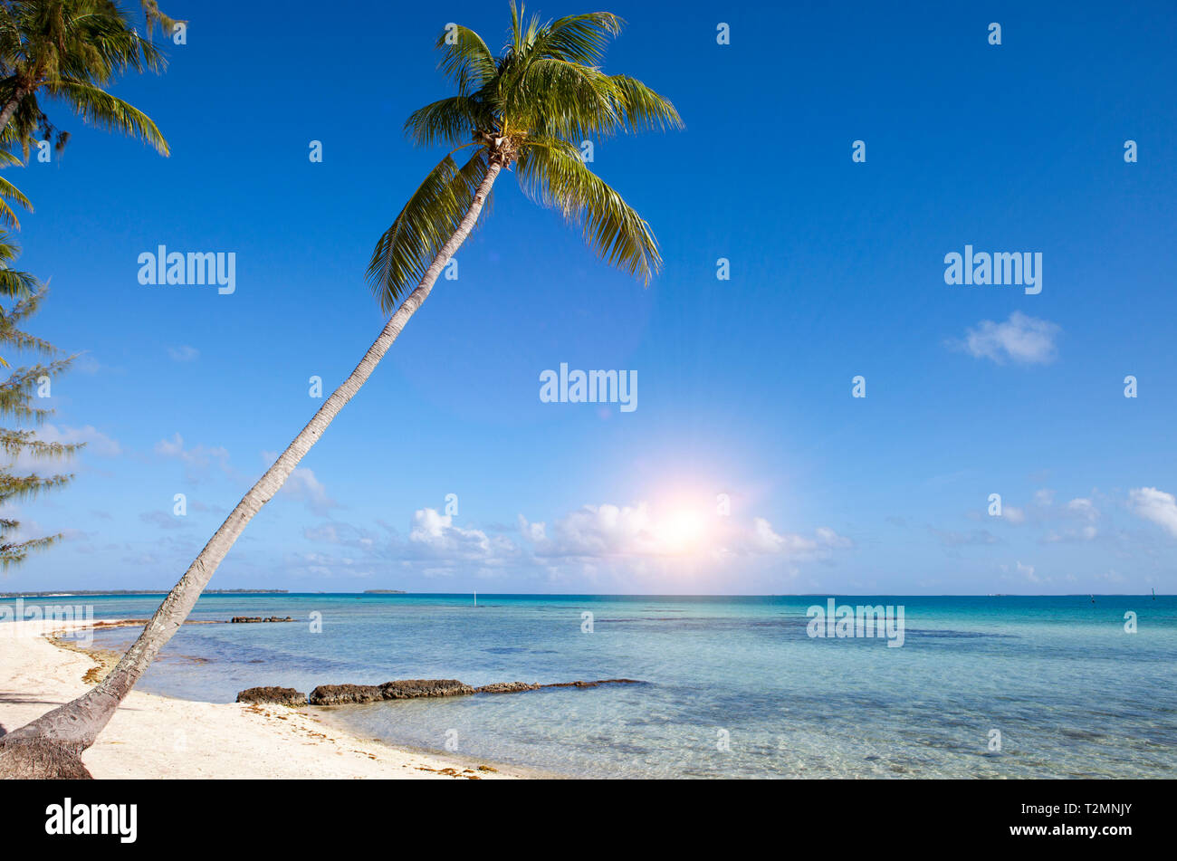 Bent palm tree over the sea Stock Photo Alamy