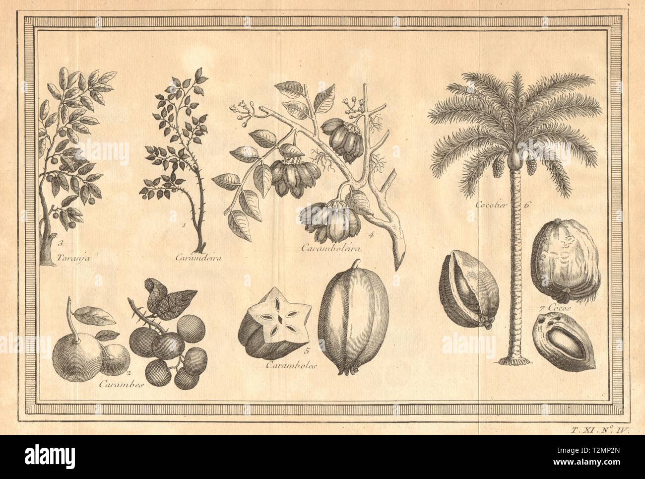 Tropical fruit. Carandas Bengal currant plum. Orange/Carambola/Coconut Star 1753 Stock Photo