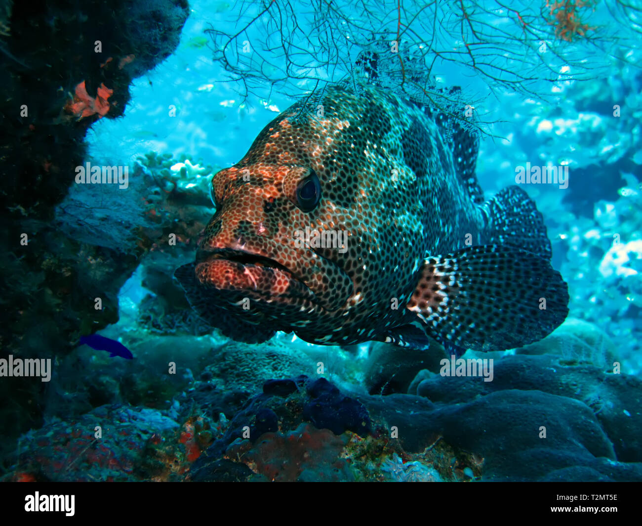 Marble Grouper (Epinephelus microdon). Taking in Red Sea, Egypt. Stock Photo