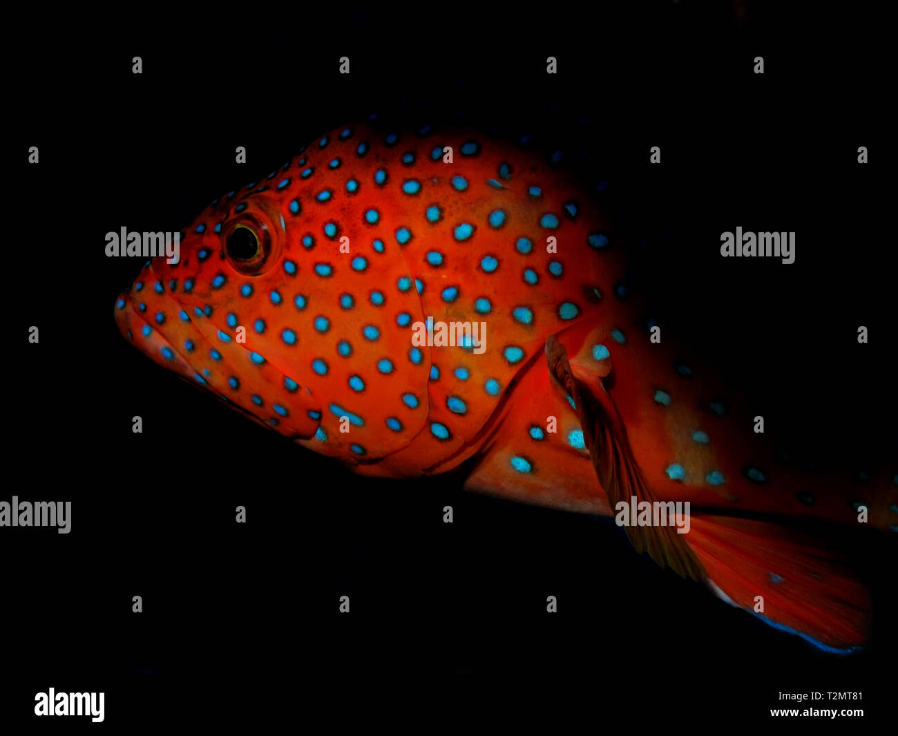 Coral Hind Grouper (cephalopholis miniata Stock Photo Alamy