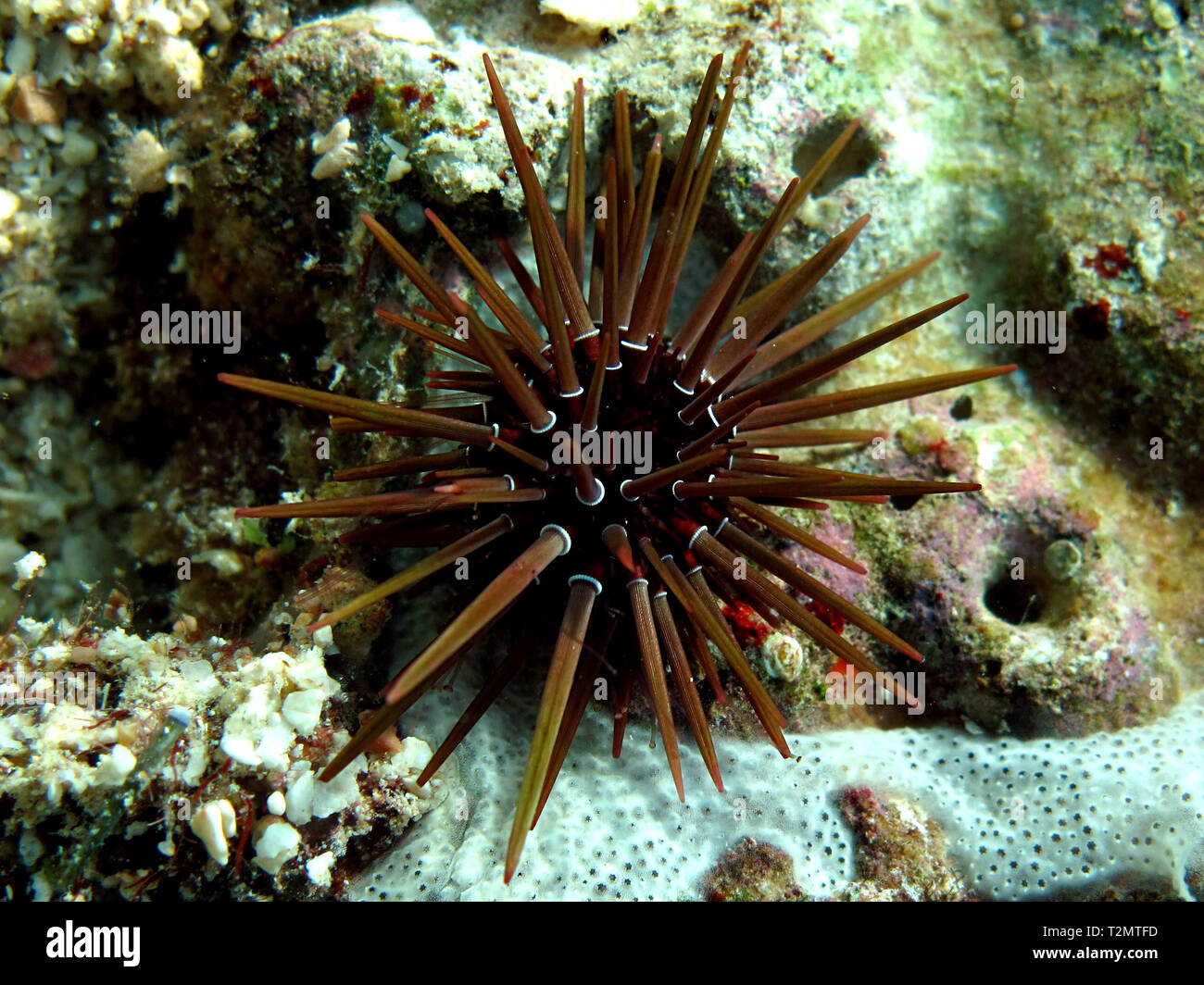 Rock boring urchin (Ehinometra cf mathaei) Taking in Red Sea, Egypt. Stock Photo