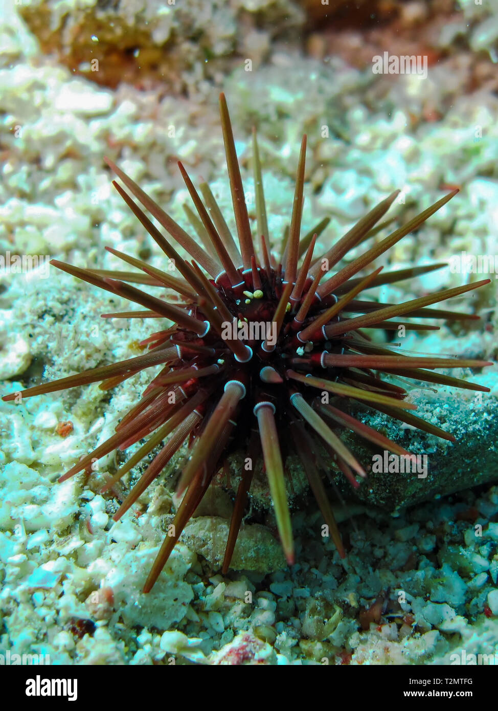 Rock boring urchin (Ehinometra cf mathaei) Taking in Red Sea, Egypt. Stock Photo