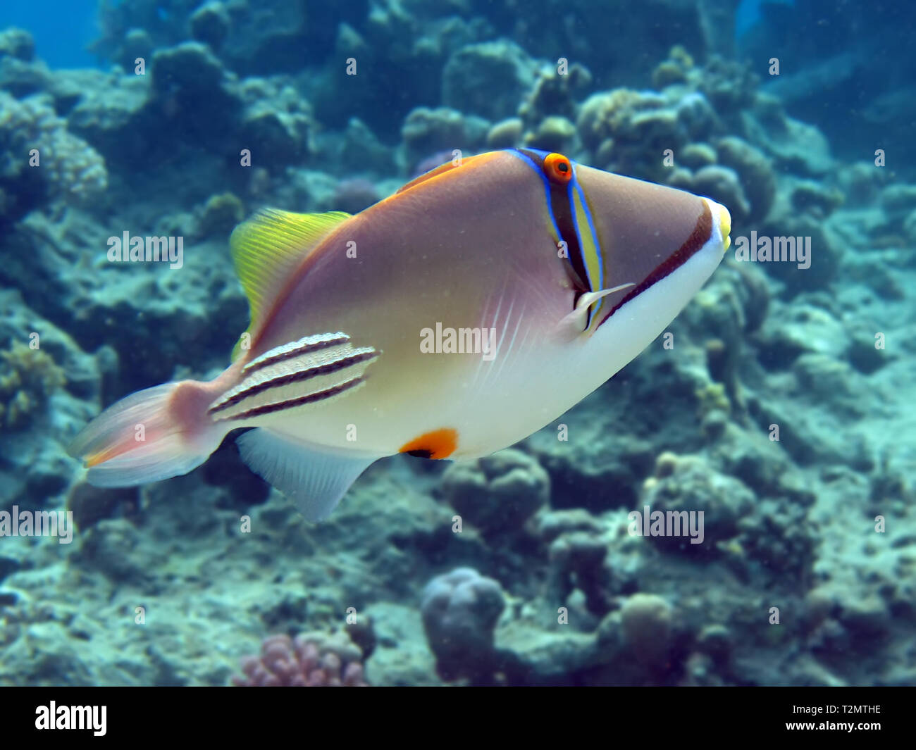 Picasso triggerfish (Rhinecanthus assasi Stock Photo Alamy