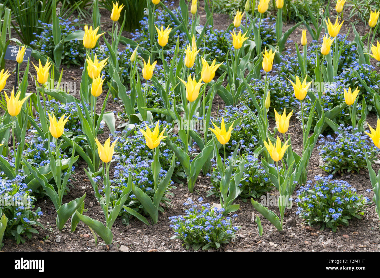 Botanic gardens oxford tulips hires stock photography and images Alamy