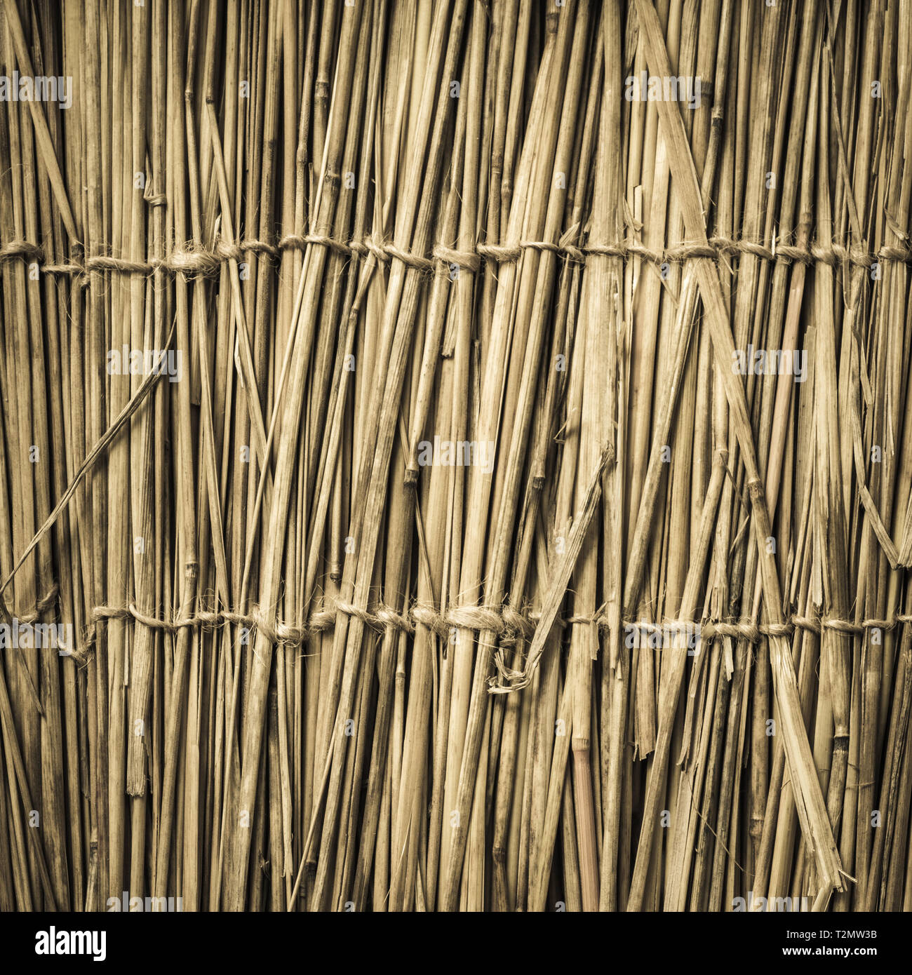 Highly detailed bamboo background. Perfect natural texture. Stock Photo