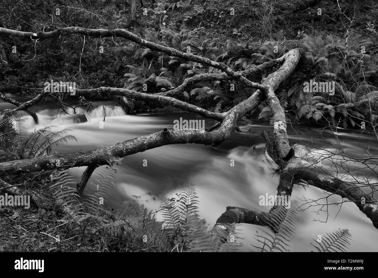Long exposure of the river flowing under a fallen tree in  Horner woods in Somerset Stock Photo