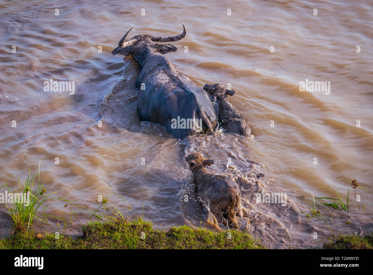Water buffalo with calfs crossing the river, Phatthalung lake, Thailand Stock Photo