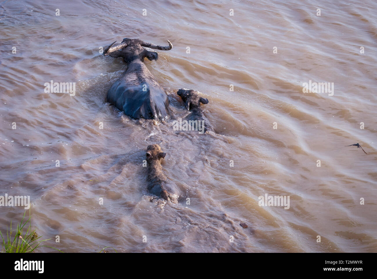 Water buffalo with calfs crossing the river, Phatthalung lake, Thailand Stock Photo