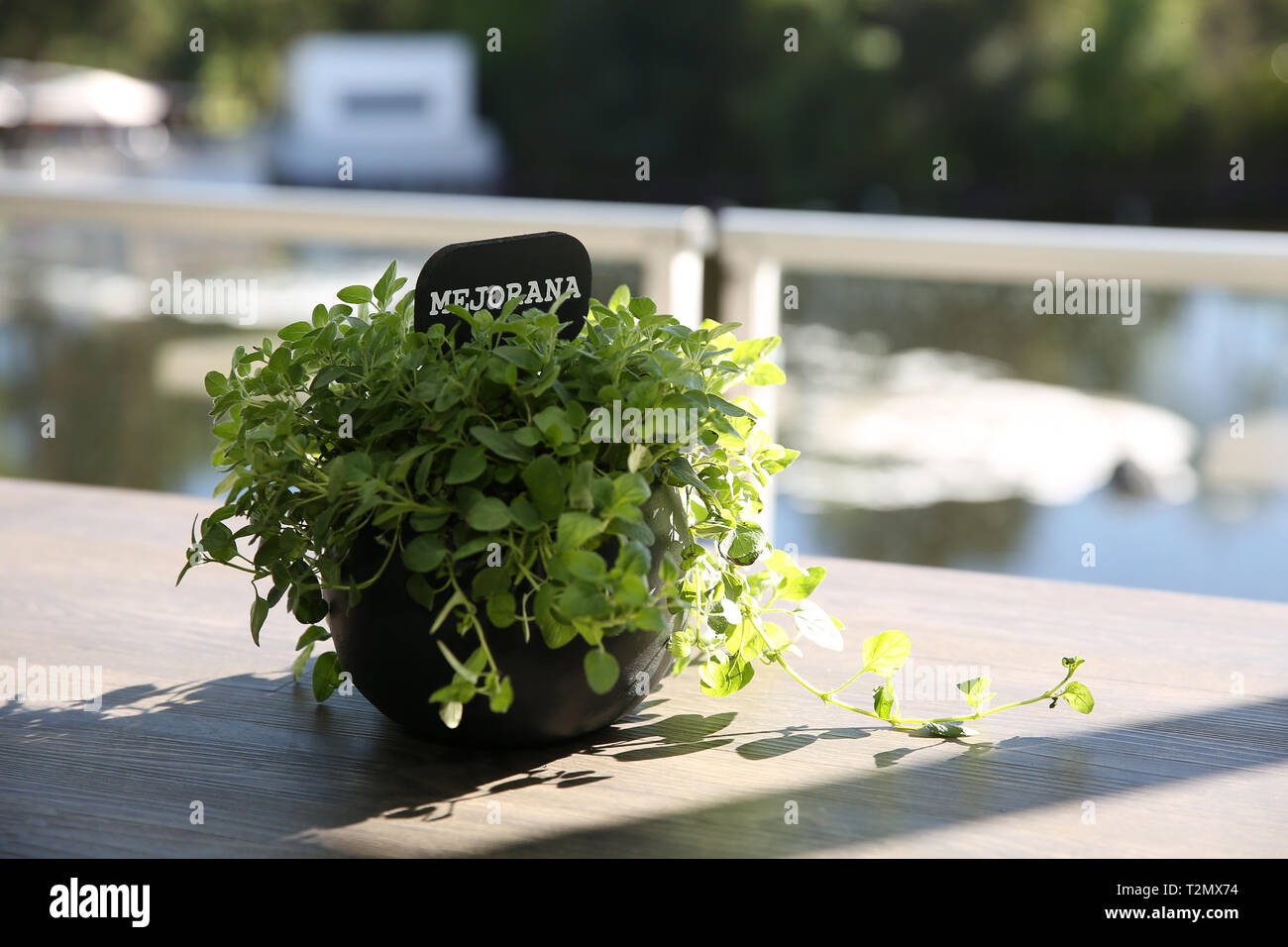 marjoram plant in a pot Stock Photo Alamy
