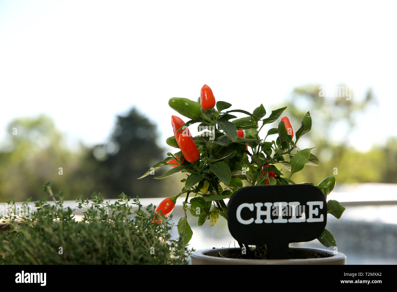 Chilli plant in a pot Stock Photo Alamy