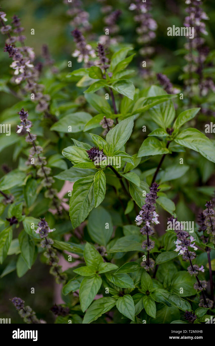 Garden herbs with pink flowers Stock Photo