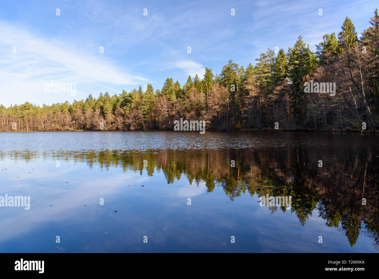 Reflection of a forest in a water. Autumn landscape in Russia Stock Photo