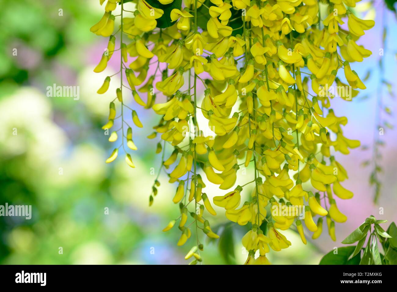 Close up of laburnum flowers on the tree Stock Photo Alamy