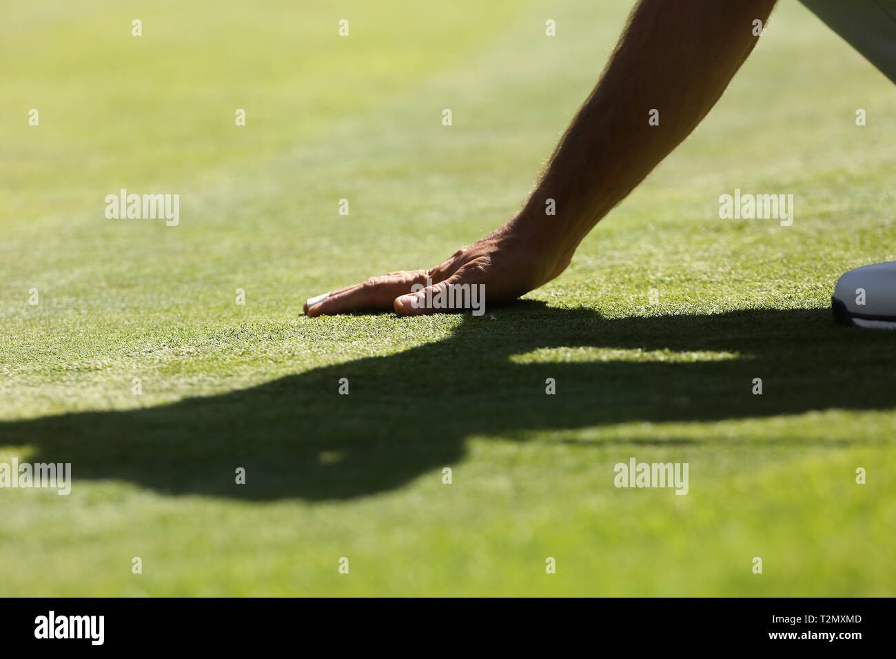 man touching grass on golf course Stock Photo