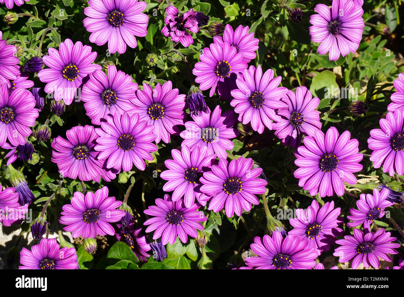 Purple flowers background, Marquerite daisy, Felicia amelloides, Lila Kapaster on sunshine and day light Stock Photo
