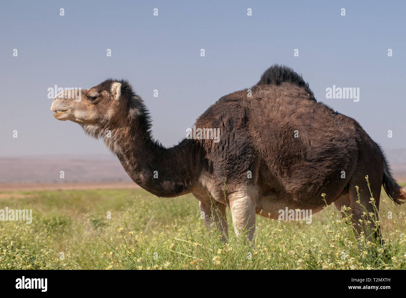Dromedary in the desert of Morocco Stock Photo