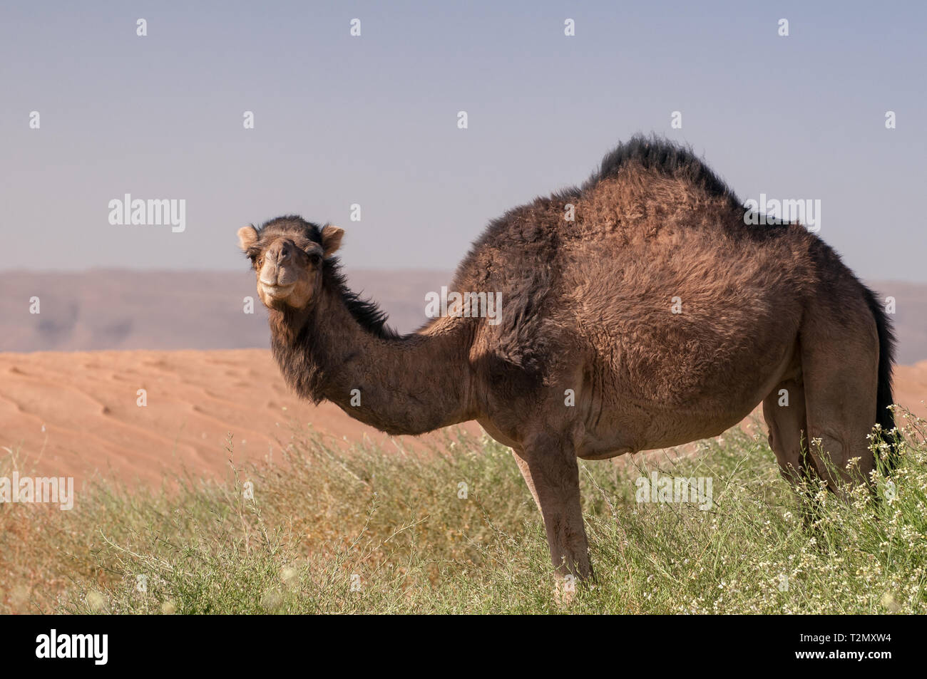 Dromedary in the desert of Morocco Stock Photo