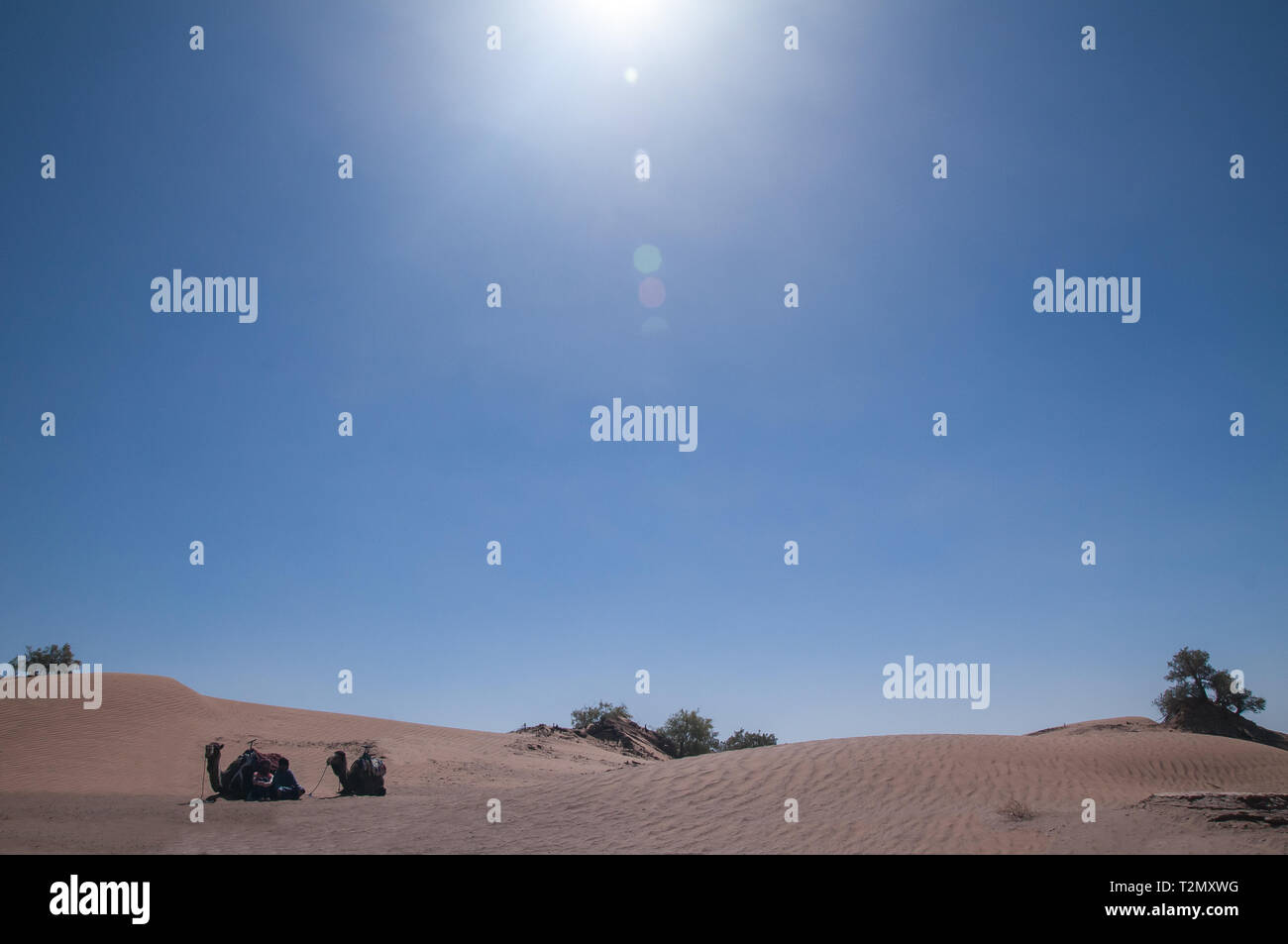 Small camel caravan in the Sahara Desert - Morocco Stock Photo