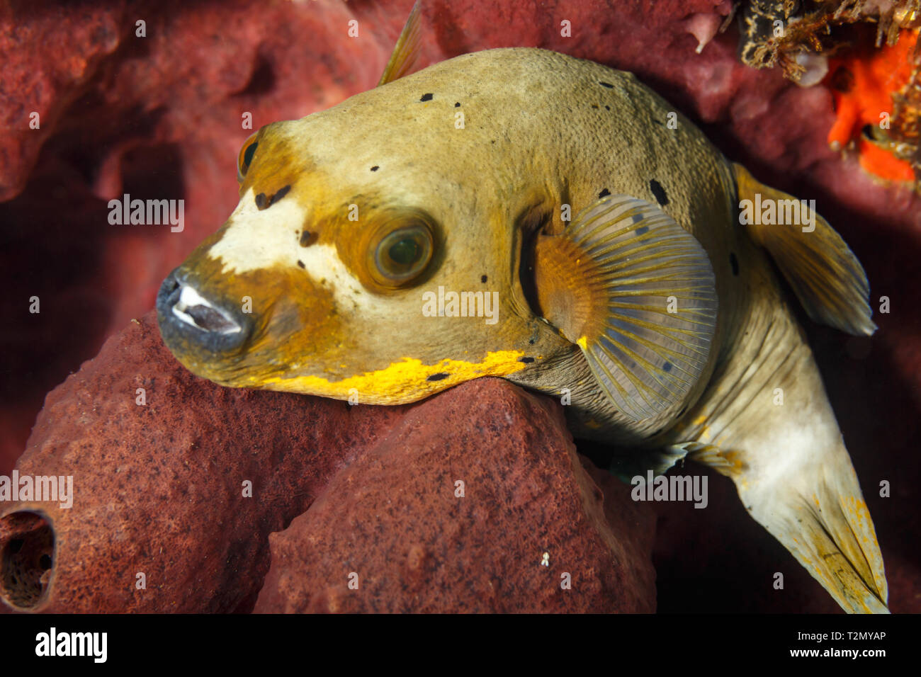 Closeup of the dog faced black spotted puffer fish, Arothron nigropunctatus, Stock Photo