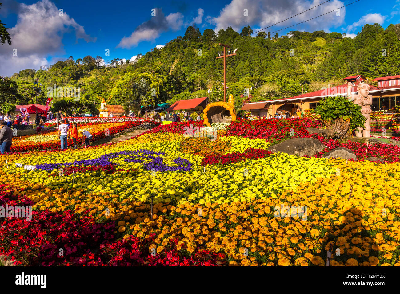 Flower landscape Boquete Chiriqui Panama Flower and coffee Fair Stock