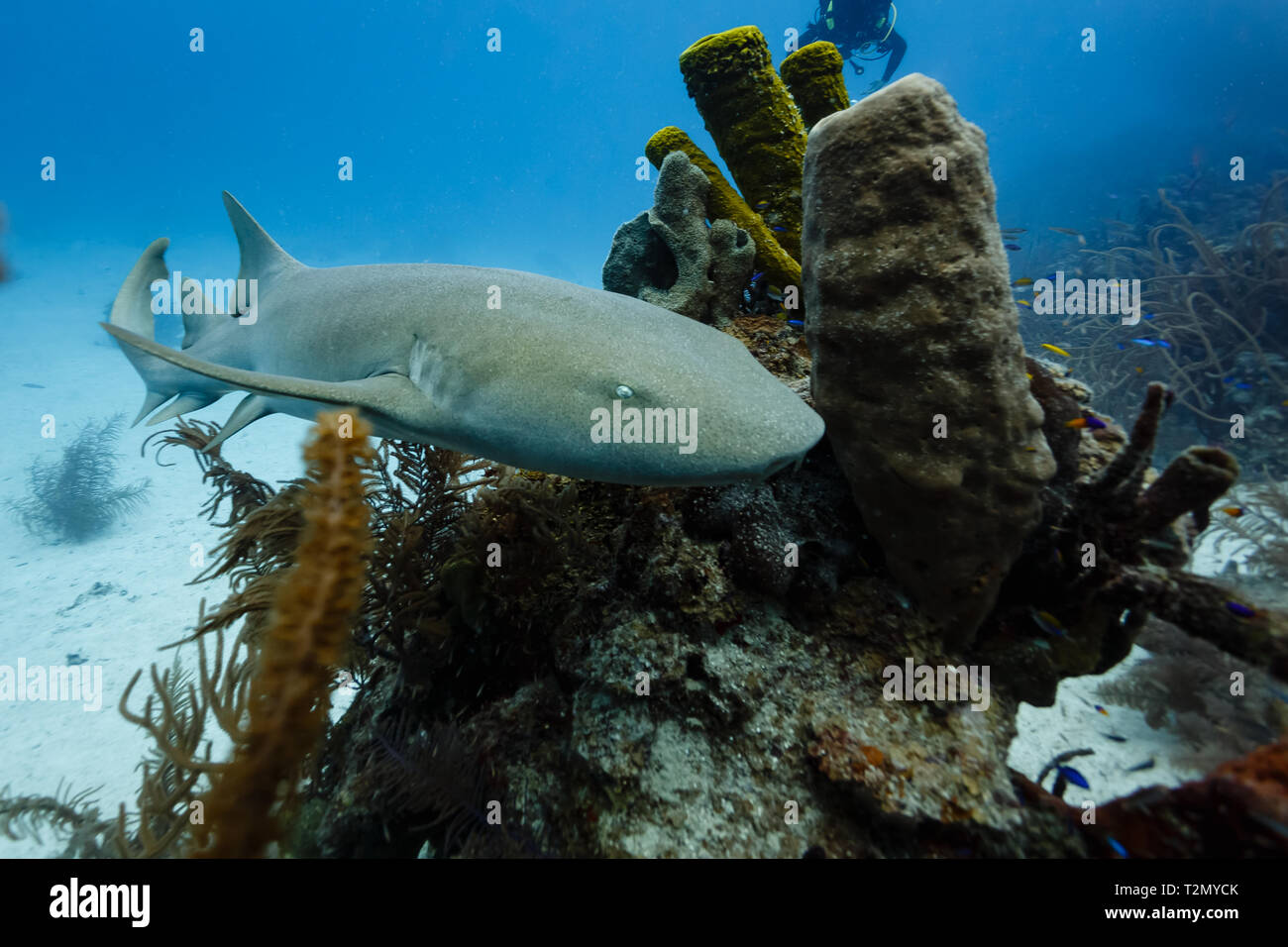 Brown nurse shark, Ginglymostoma cirratum, swims around tube sponges Stock Photo