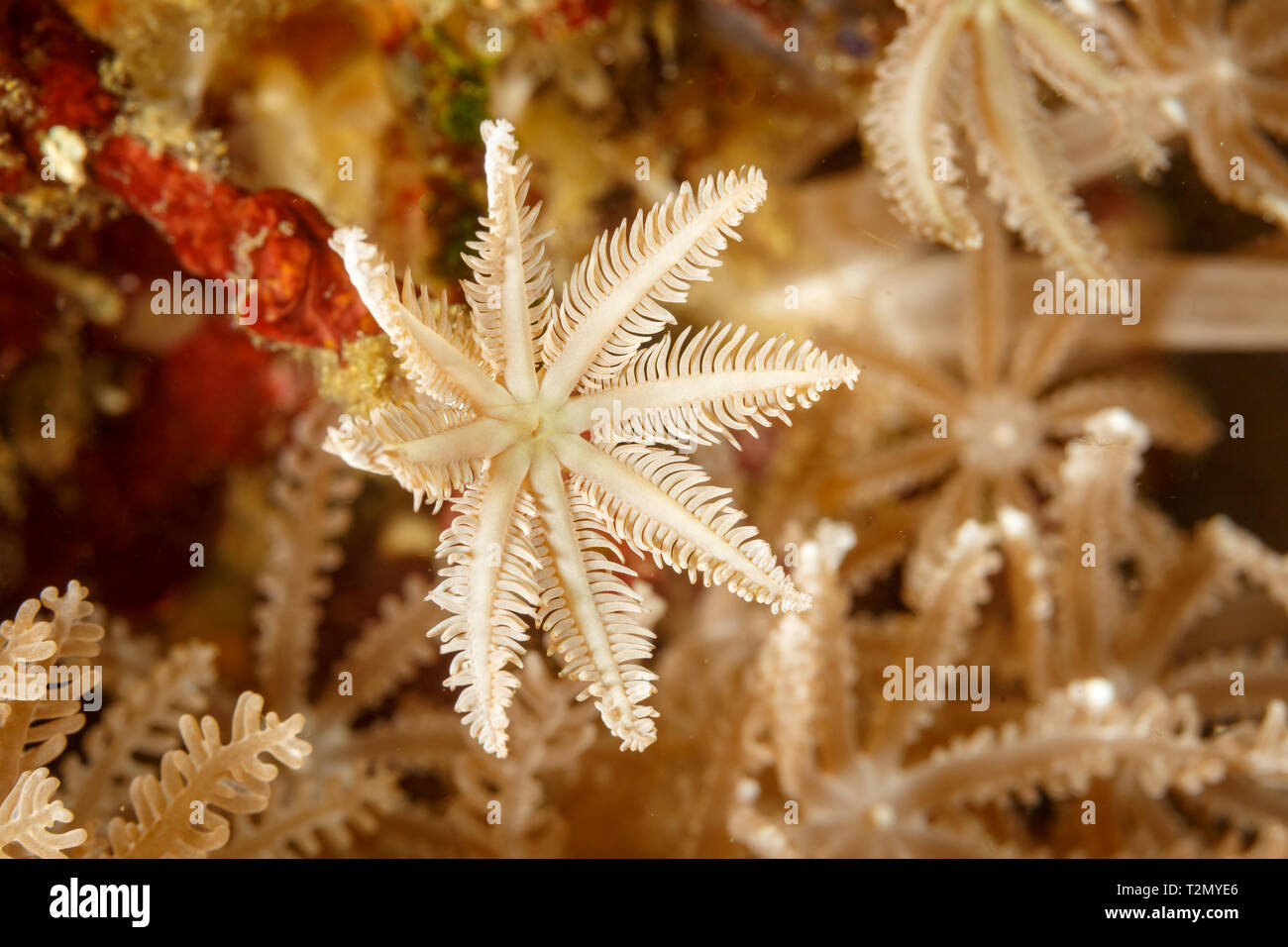 Closeup of white polyps on a tree fern coral Cyathea, dryopteroides, clavularia  also called a palm coral with a red nudibranch hiding behind Stock Photo
