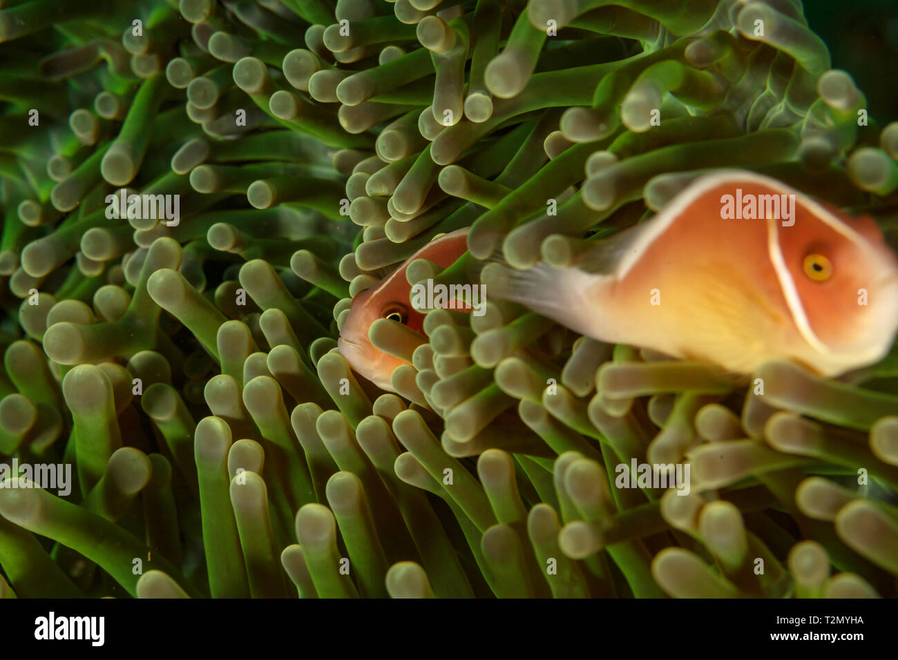 Two pink skunk clown fish, Amphiprion perideraion, with white stripe hides in greenish anemone polyps, Stock Photo